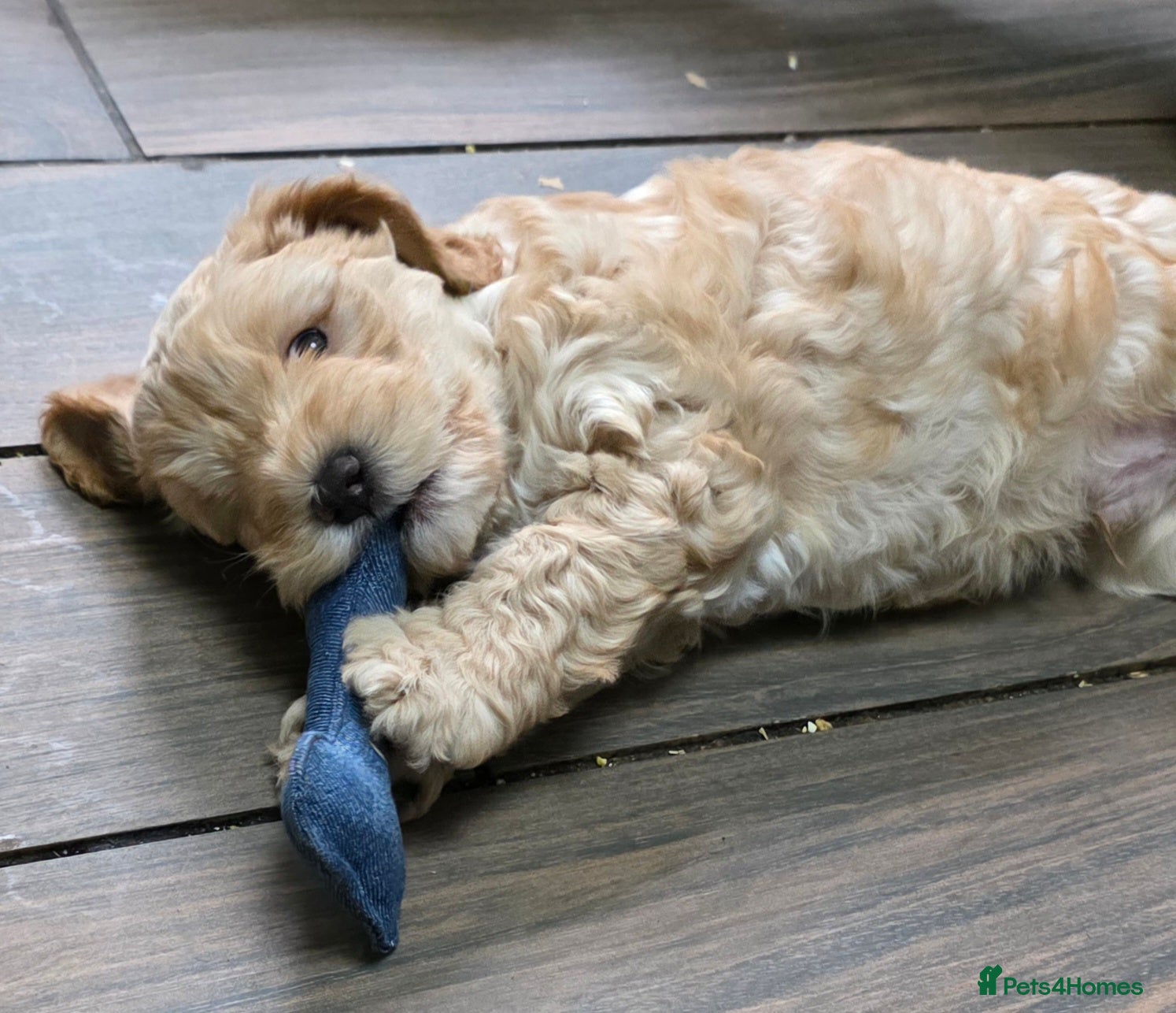 Cockapoo dogs for sale: Vet Health checked Cockapoo Puppies - Advert 13