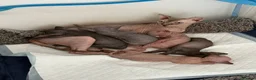 Sphynx cats for stud: TICA Registered Active,Canadian Sphynx is for STUD - Advert 6
