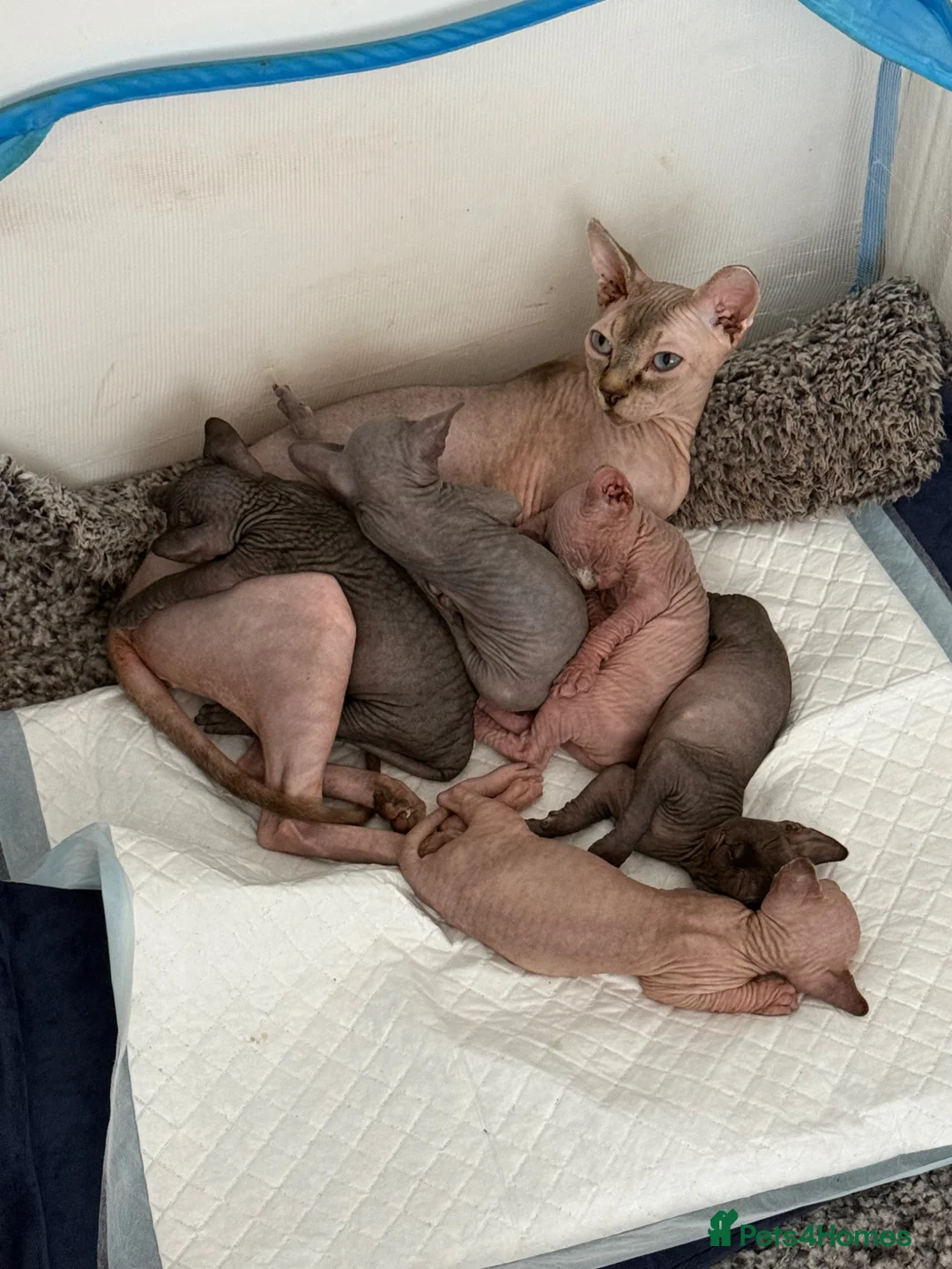 Sphynx cats for stud: TICA Registered Active,Canadian Sphynx is for STUD - Advert 15