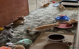 Burmese cats for sale: A fantastic litter of 7 Burmese babies  - Image 18