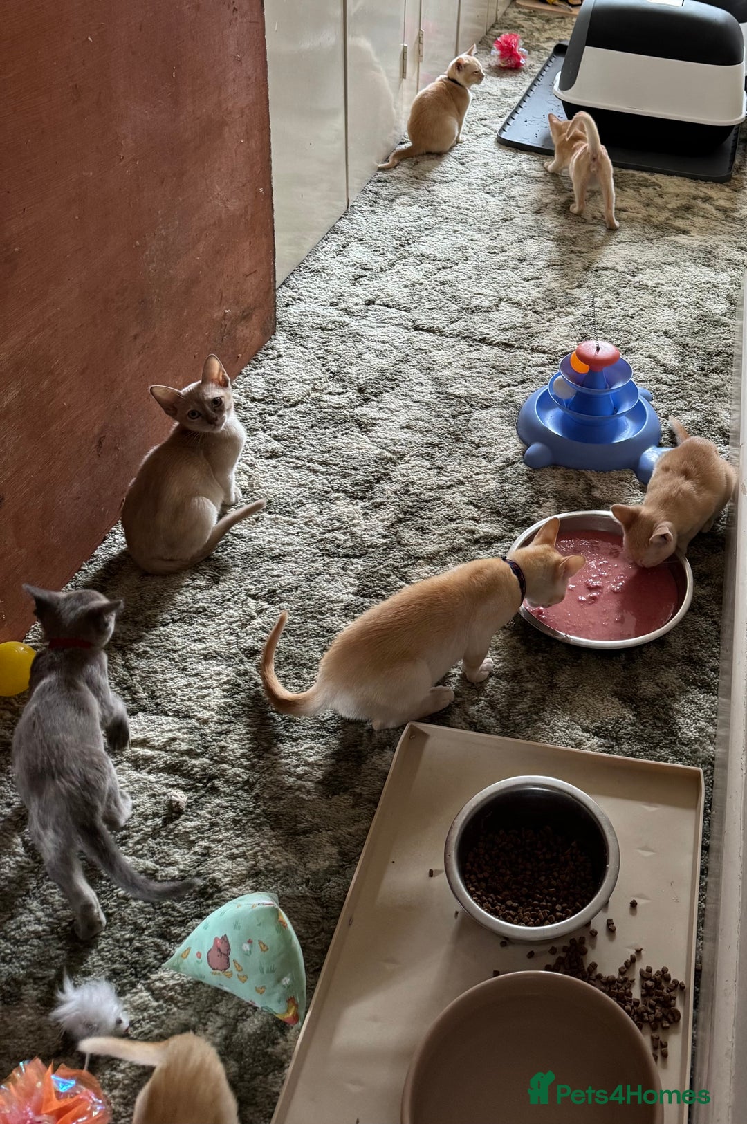 Burmese cats for sale: A fantastic litter of 7 Burmese babies  - Image 18