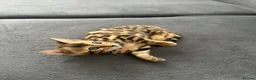 Bengal cats for sale: Bengal kittens for sale - Advert 27