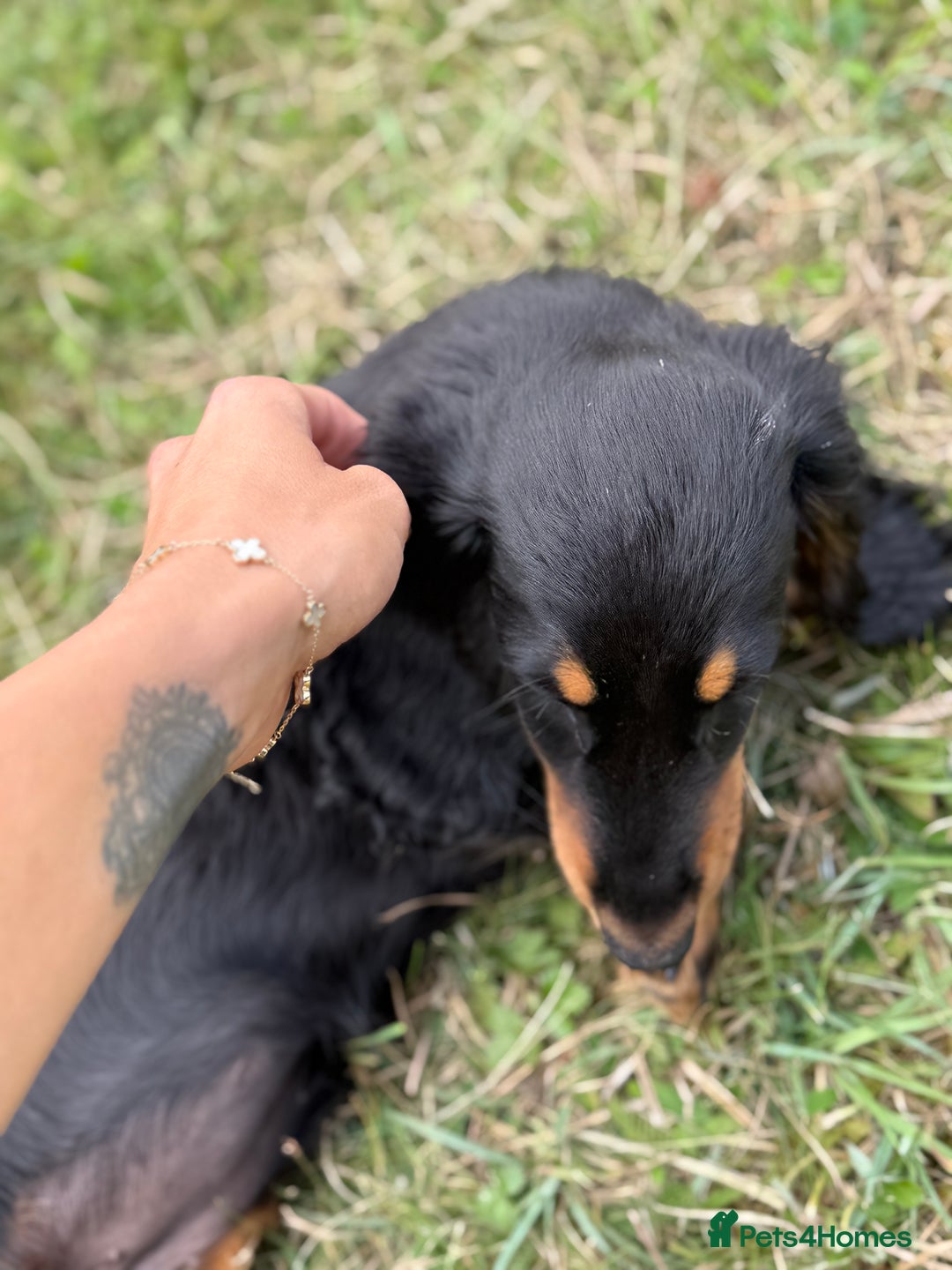 Dachshund dogs for sale: Long Coated Standard Dachshund - Crufts Potential - Image 10
