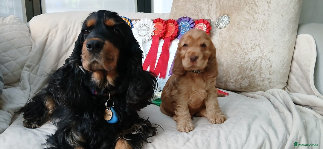 Cocker Spaniel dogs for sale: SHOW COCKER SPANIEL GOLDEN BOY/ DNA TESTED PARENTS - Image 4