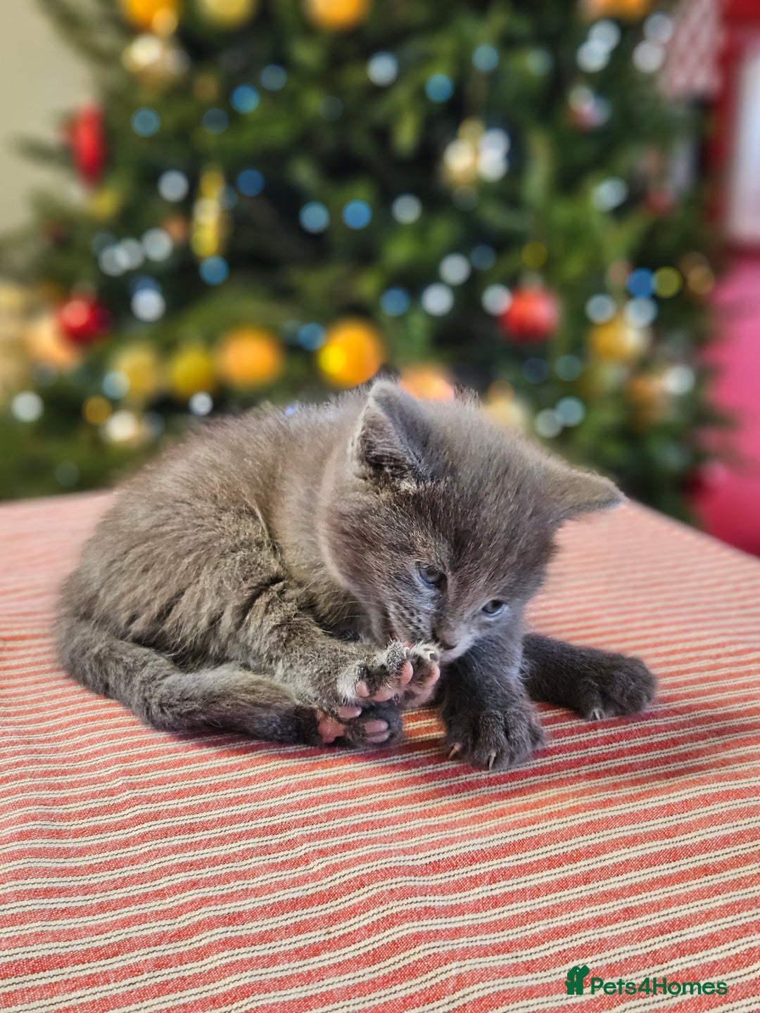 Maine Coon cats for sale: Adorable Maine Coon cross litter for sale - Advert 14