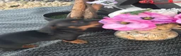 Dachshund dogs for sale: Dachshund  - Advert 19