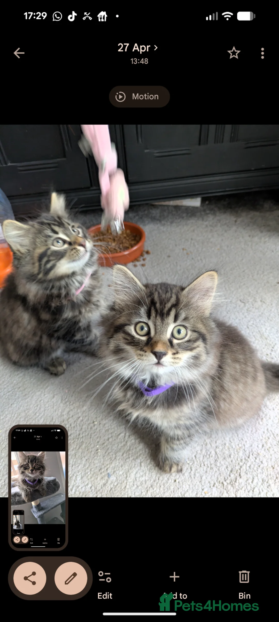 Mixed Breed cats for sale: Mixed breed kittens  - Advert 13