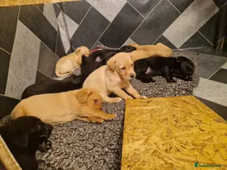 Labrador Retriever dogs KC registered Labrador puppies - Advert 17