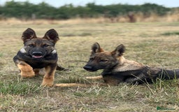 German Shepherd dogs for sale: Awesome Male Kennel Club Reg’d GSD Pup in Sturminster Newton - Image 20