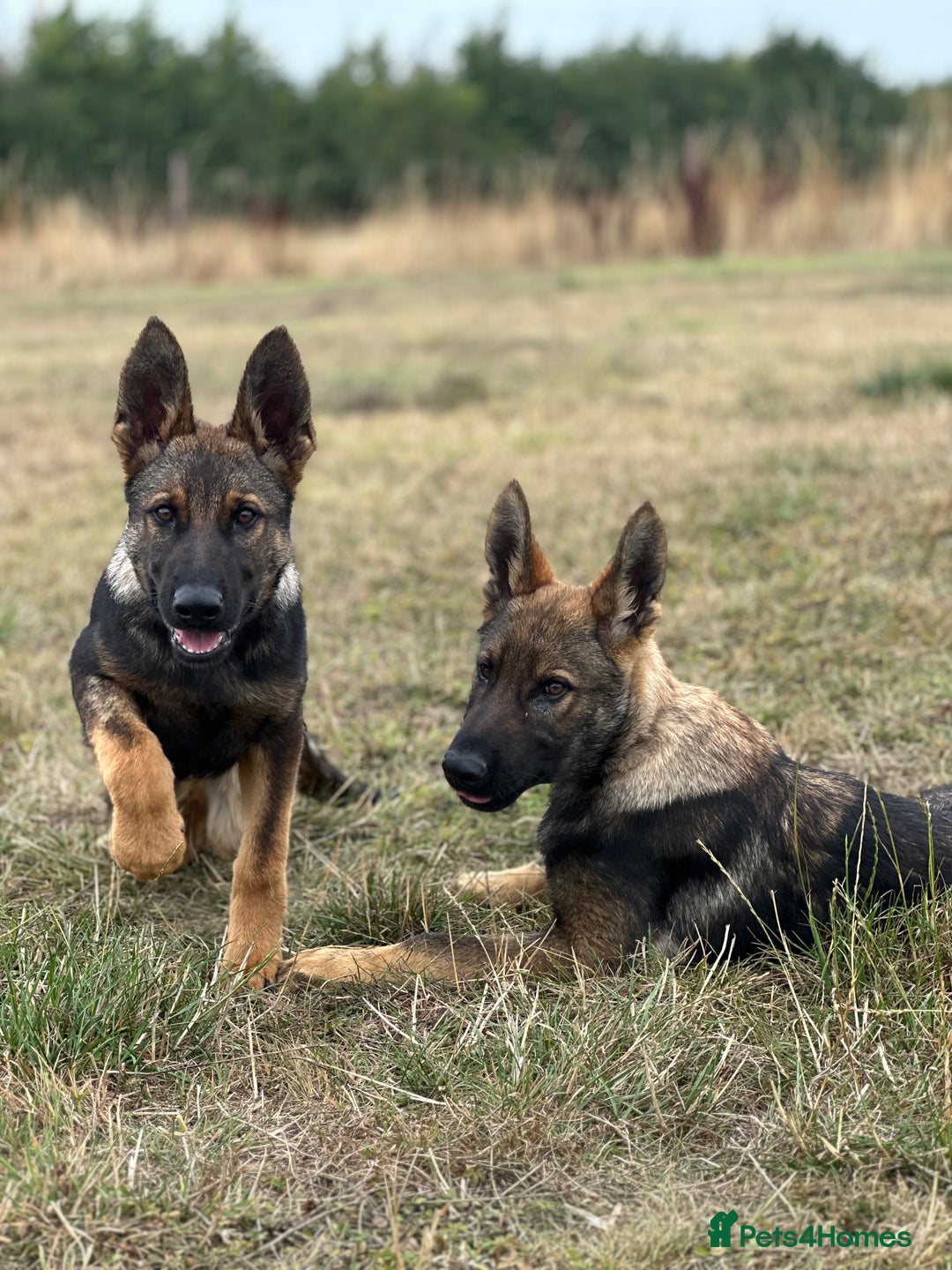 German Shepherd dogs for sale: Awesome Male Kennel Club Reg’d GSD Pup in Sturminster Newton - Image 20