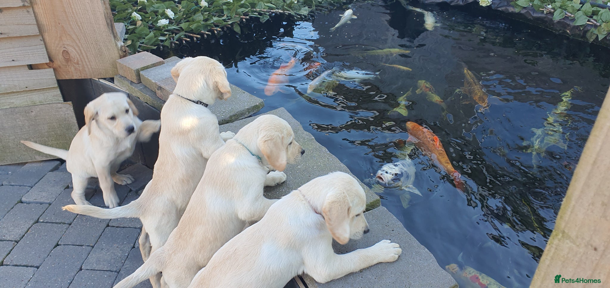 Goldador dogs Goldador puppies READY FOR NEW HOMES - Advert 6