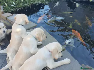 Goldador dogs Goldador puppies READY FOR NEW HOMES - Advert 6