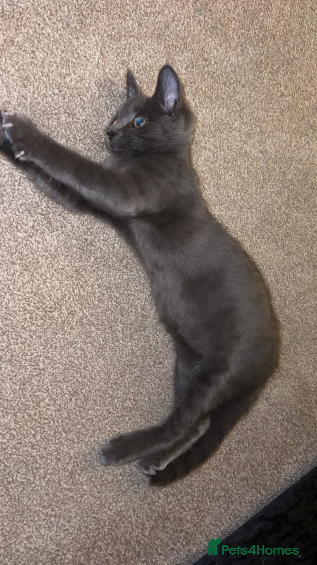 Mixed Breed cats Kitten - Advert 2
