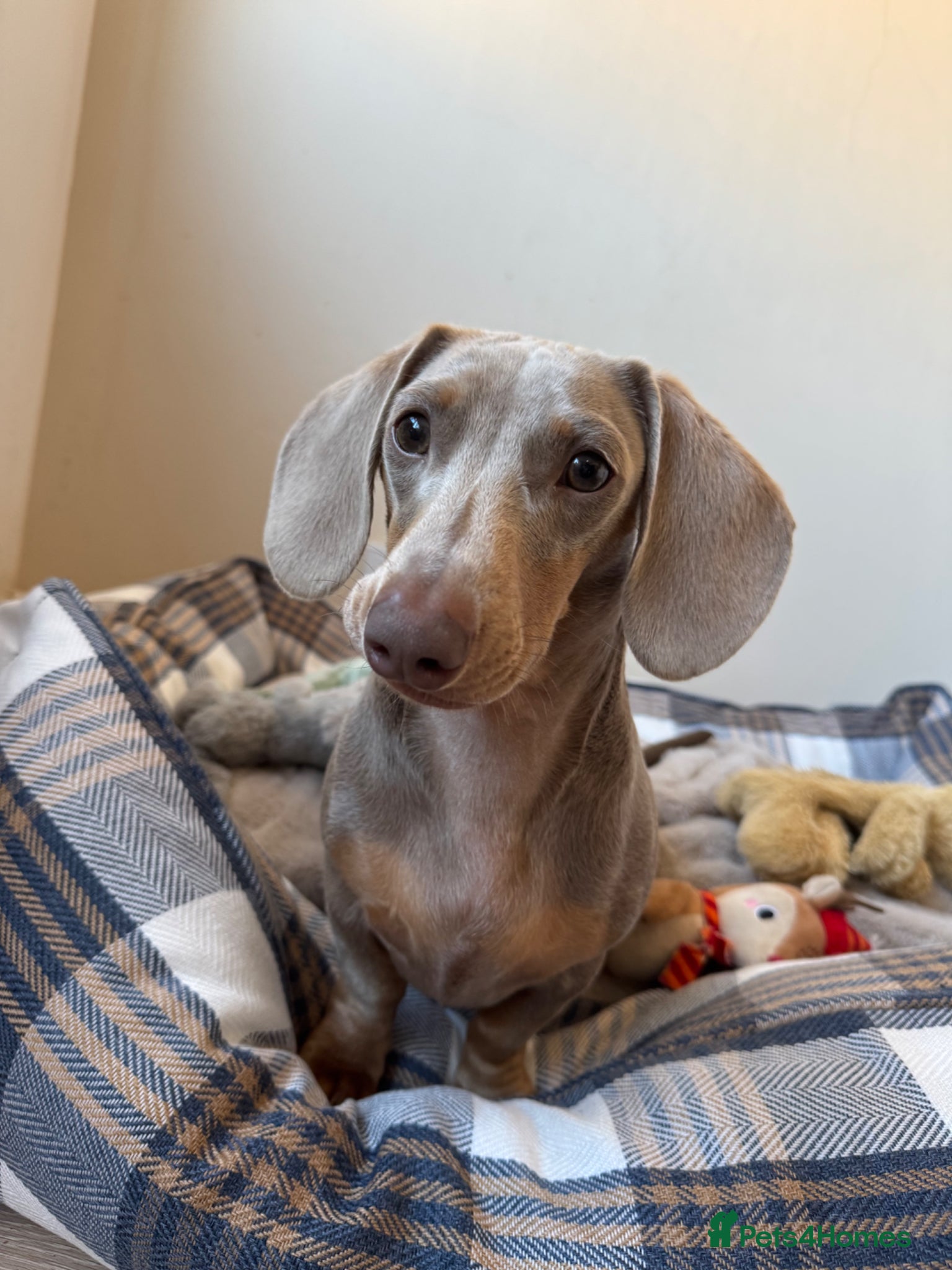 Miniature Dachshund dogs for sale: URGENT-Rehome Miniature Daschund Boy 9 months  - Advert 1