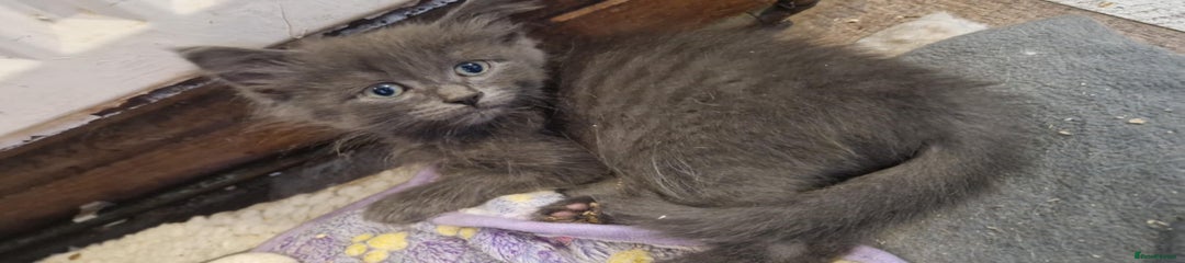 Ragdoll Kitten 1