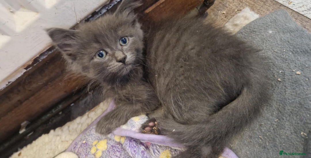 Ragdoll cats for sale: Ragdoll cross for sale - Image 1
