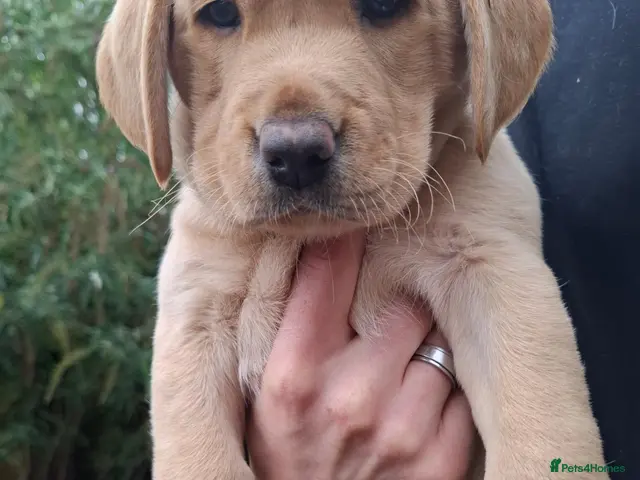 Labrador Retriever dogs for sale: 3 beautiful labrador puppies 1 dog ,2 bitches - Advert 17