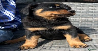 Rottweiler dogs - Advert 3
