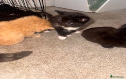 Mixed Breed cats for sale: Mixed breed kittens  - Image 20