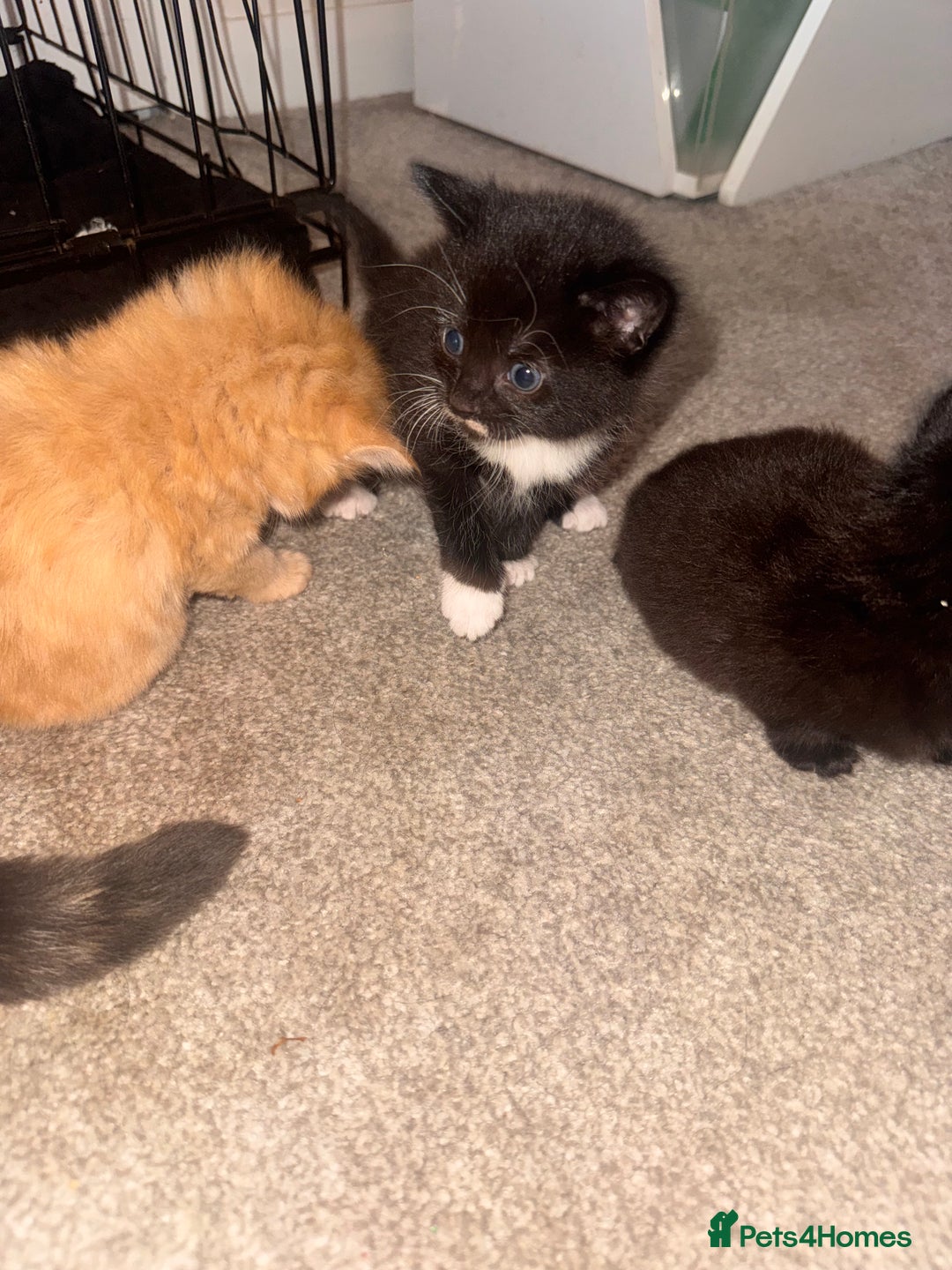 Mixed Breed cats for sale: Mixed breed kittens  - Image 20