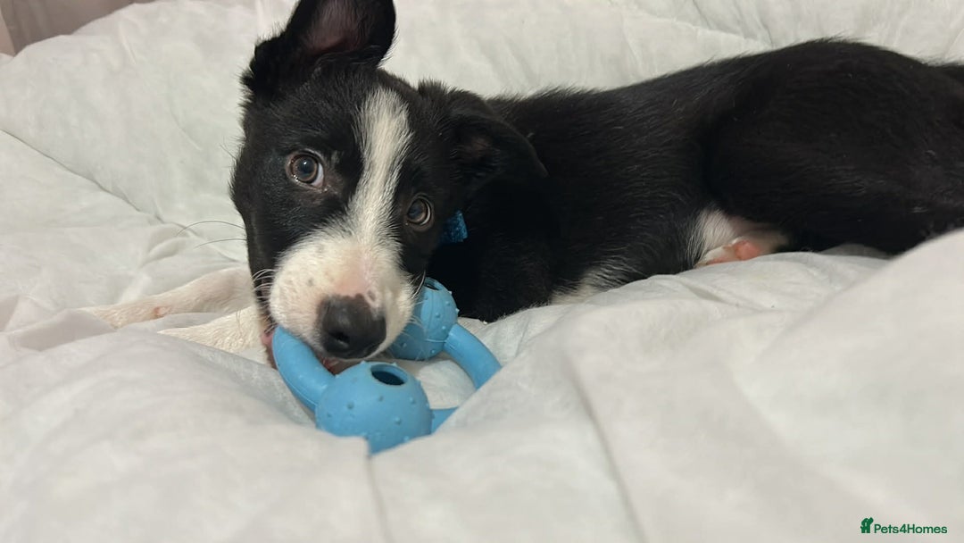 Border Collie dogs for sale: Male border collie pup - Advert 3