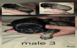 Pug dogs for sale: 6 beautiful pug puppies  - Image 14