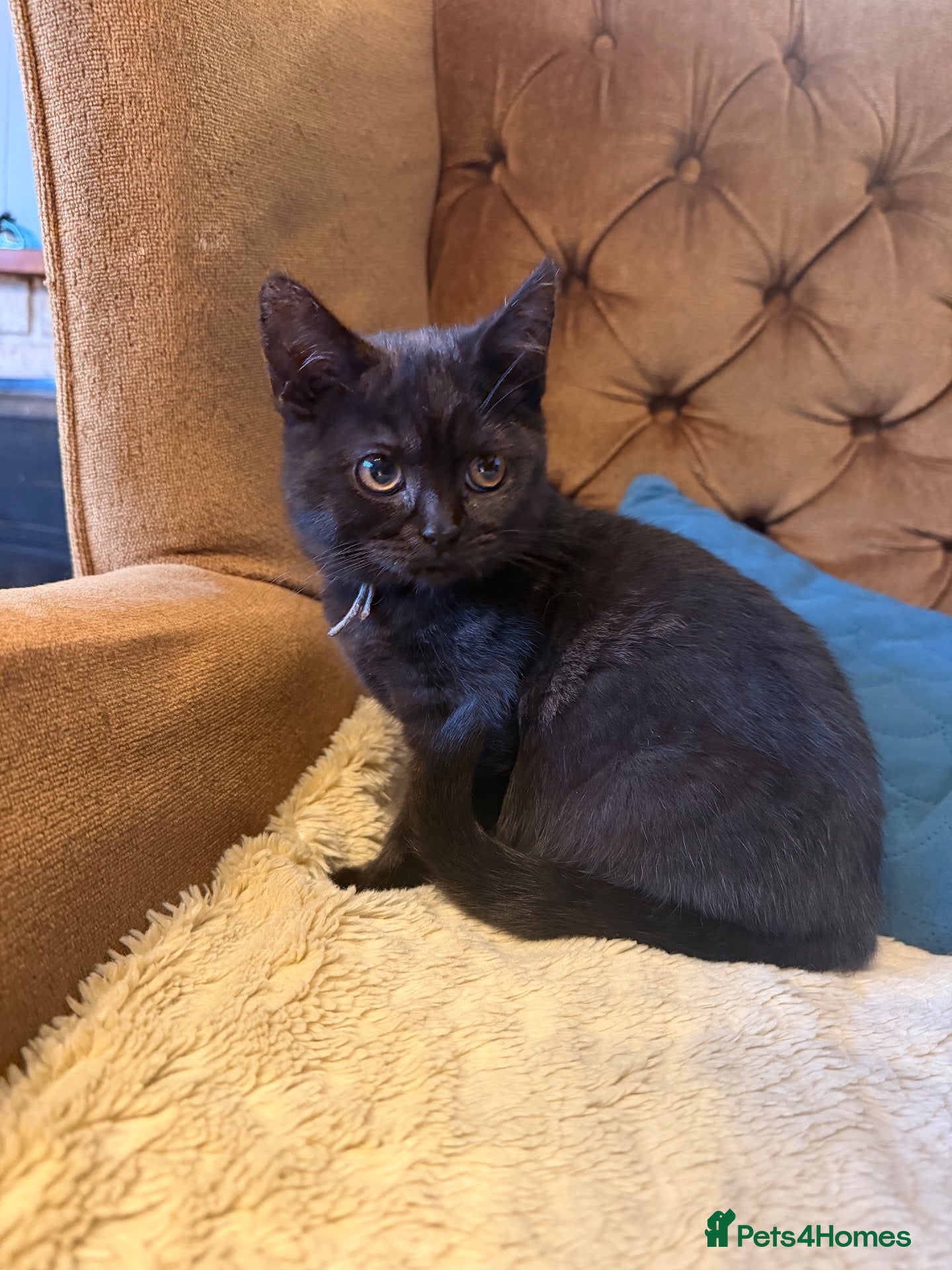 British Shorthair cats British Shorthair kittens various colours  - Advert 2