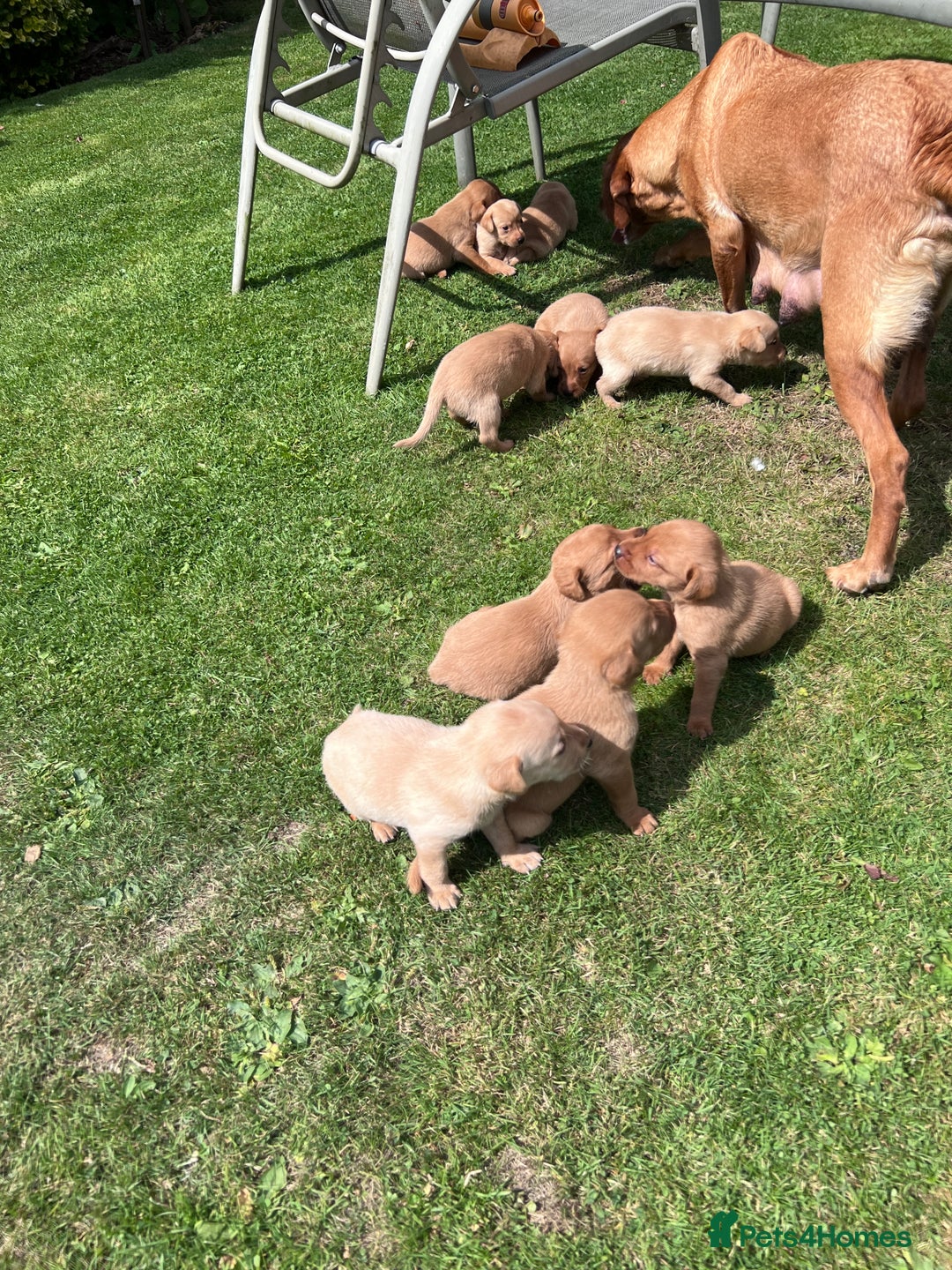 Labrador Retriever dogs for sale: Dark Red and Yellow KC reg DNA Clear Lab Puppies - Image 5