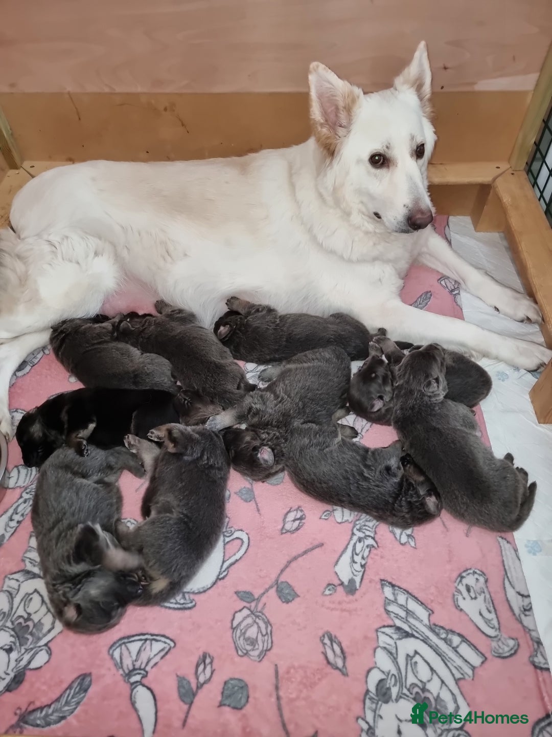 German Shepherd dogs for sale:  kc,health tested straight back german shepherd - Image 9