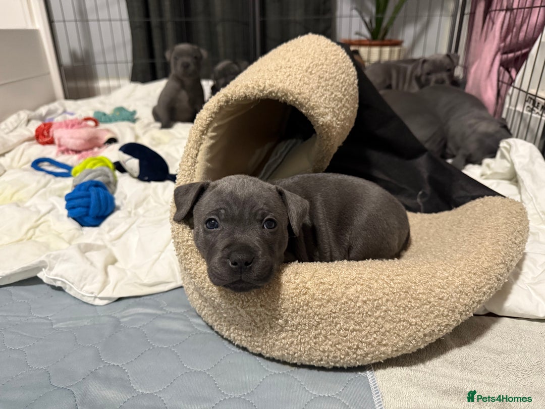 Staffordshire Bull Terrier dogs for sale: Staffordshire -Blue  Puppies  for sale   - Image 2