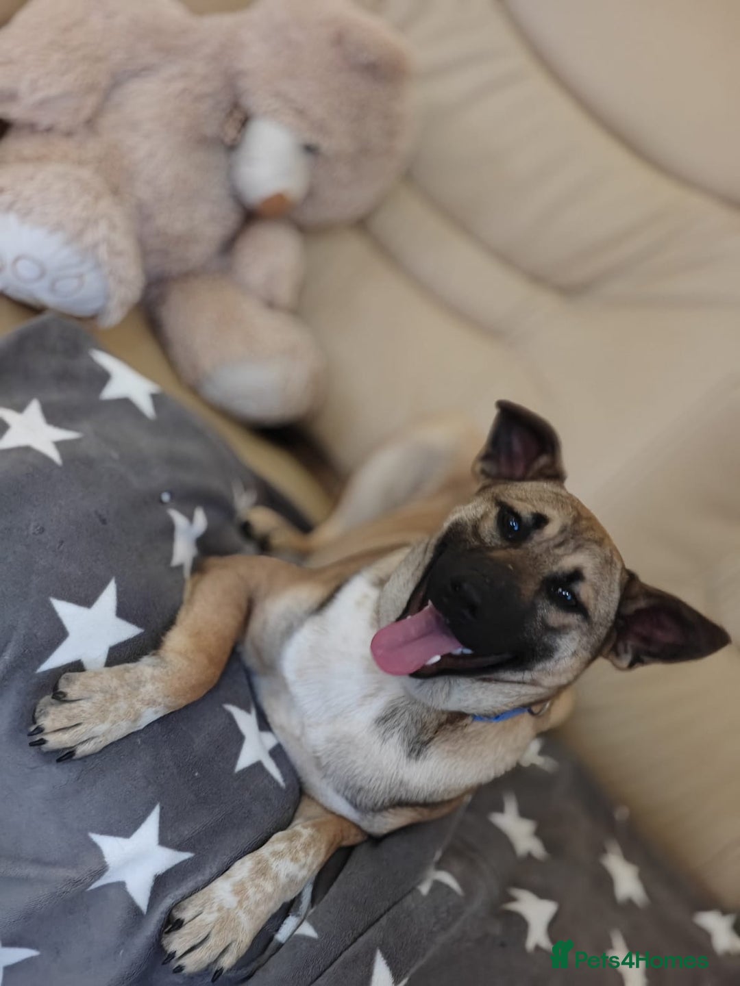 Mixed Breed dogs for adoption: ❤️Lisa, cheerful 7-month-old lower-medium girl ❤️ - Advert 4