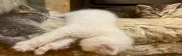 Ragdoll cats for sale: GORGEOUS Ragdoll x kittens  - Advert 7
