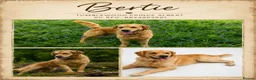 Goldendoodle dogs for sale: Beautiful Home-Raised F1 Goldendoodles Ready 23/7 - Advert 13