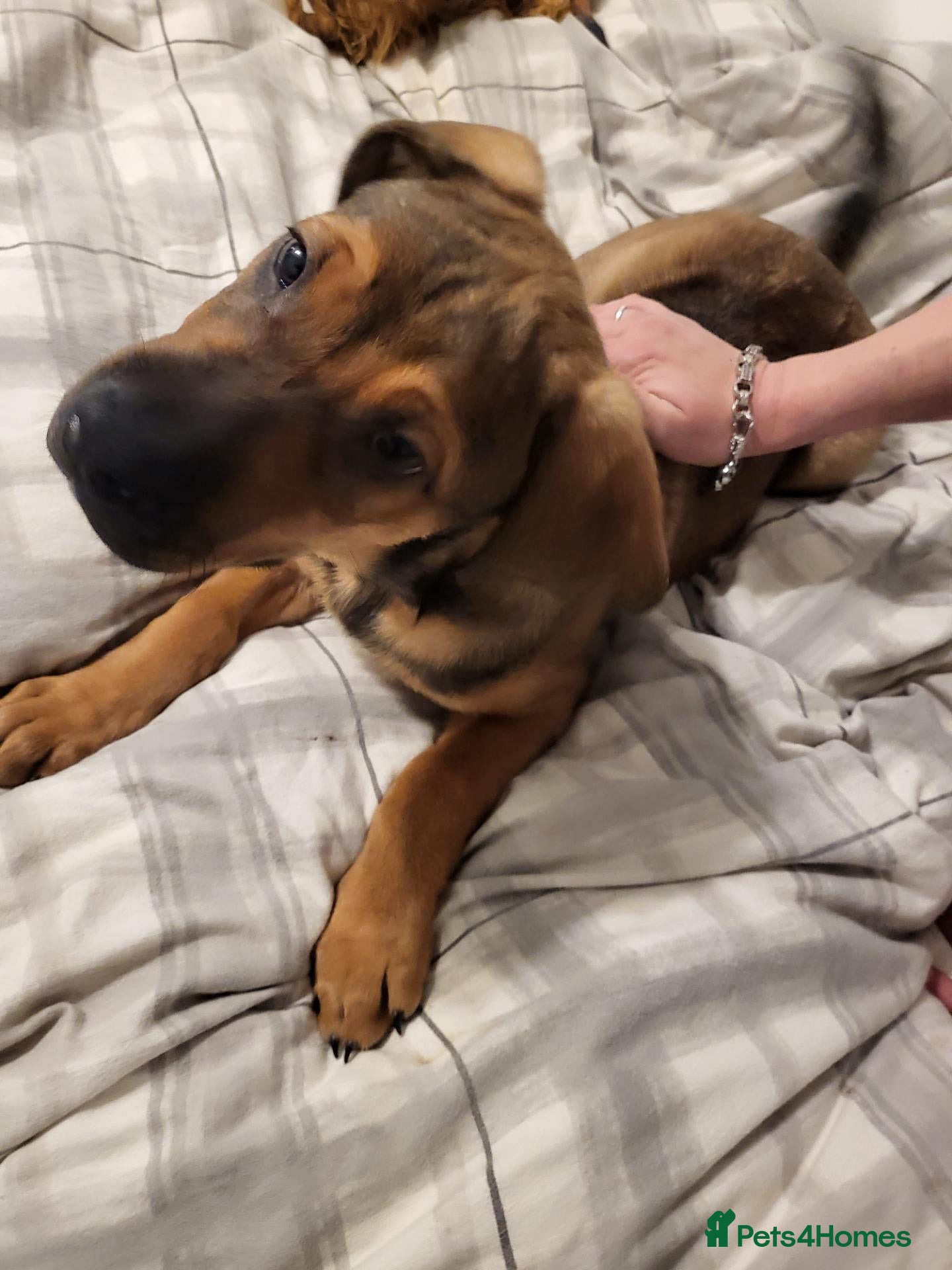 Bullmastiff dogs Enzo 12 week Bullmastiff Puppy Dog - Advert 6