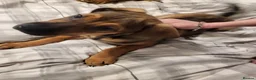 Bullmastiff dogs for sale: Enzo 12 week Bullmastiff Puppy Dog - Advert 1