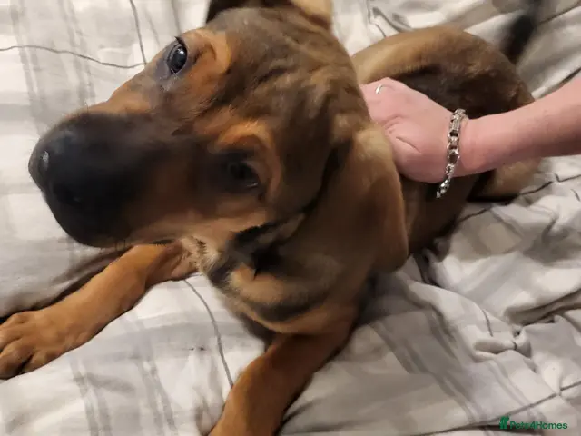 Bullmastiff dogs Enzo 12 week Bullmastiff Puppy Dog - Advert 1