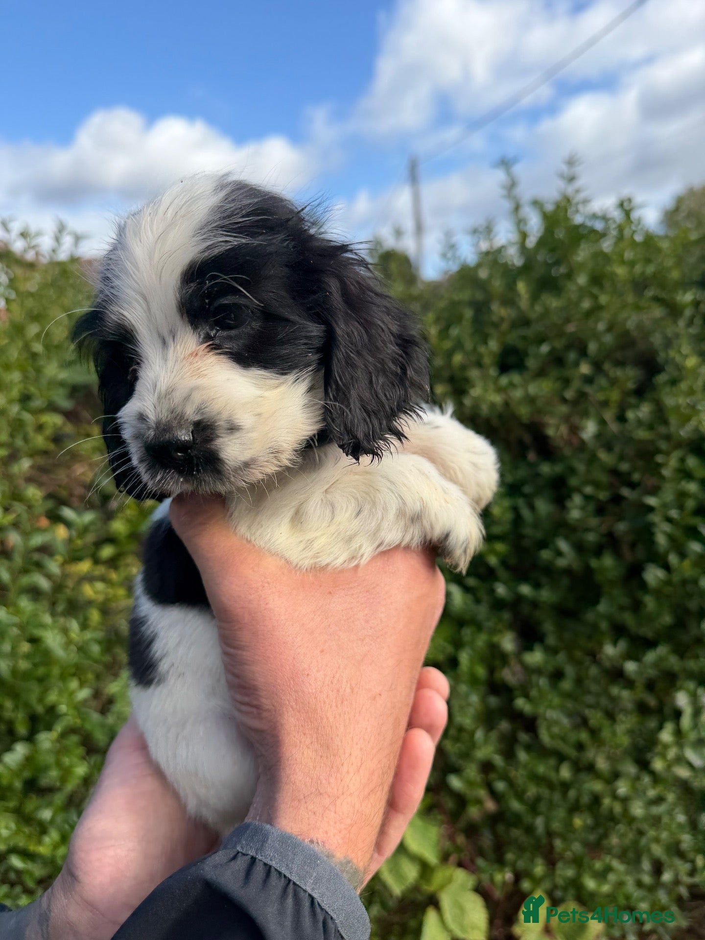 Cocker Spaniel dogs ❤️❤️Show cocker spaniel ❤️❤️ - Advert 16