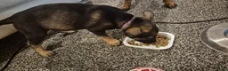 Belgian Shepherd Dog dogs for sale: Belgian Malinois Puppies - Advert 6