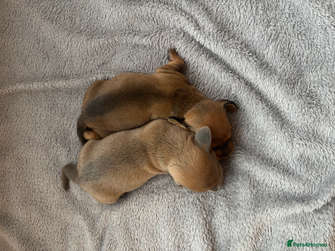Miniature Dachshund dogs for sale: Miniature dachshund puppies  - Advert 11