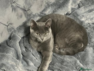 British Shorthair cats Male British shorthair - Advert 2