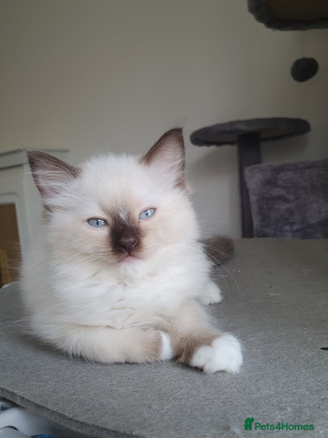 Ragdoll cats for sale: Four adorable ragdolls available  in Chatham - Image 11