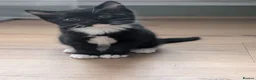 Mixed Breed cats for sale: 2 gorgeous fluffy tuxedo kittens available  - Advert 9