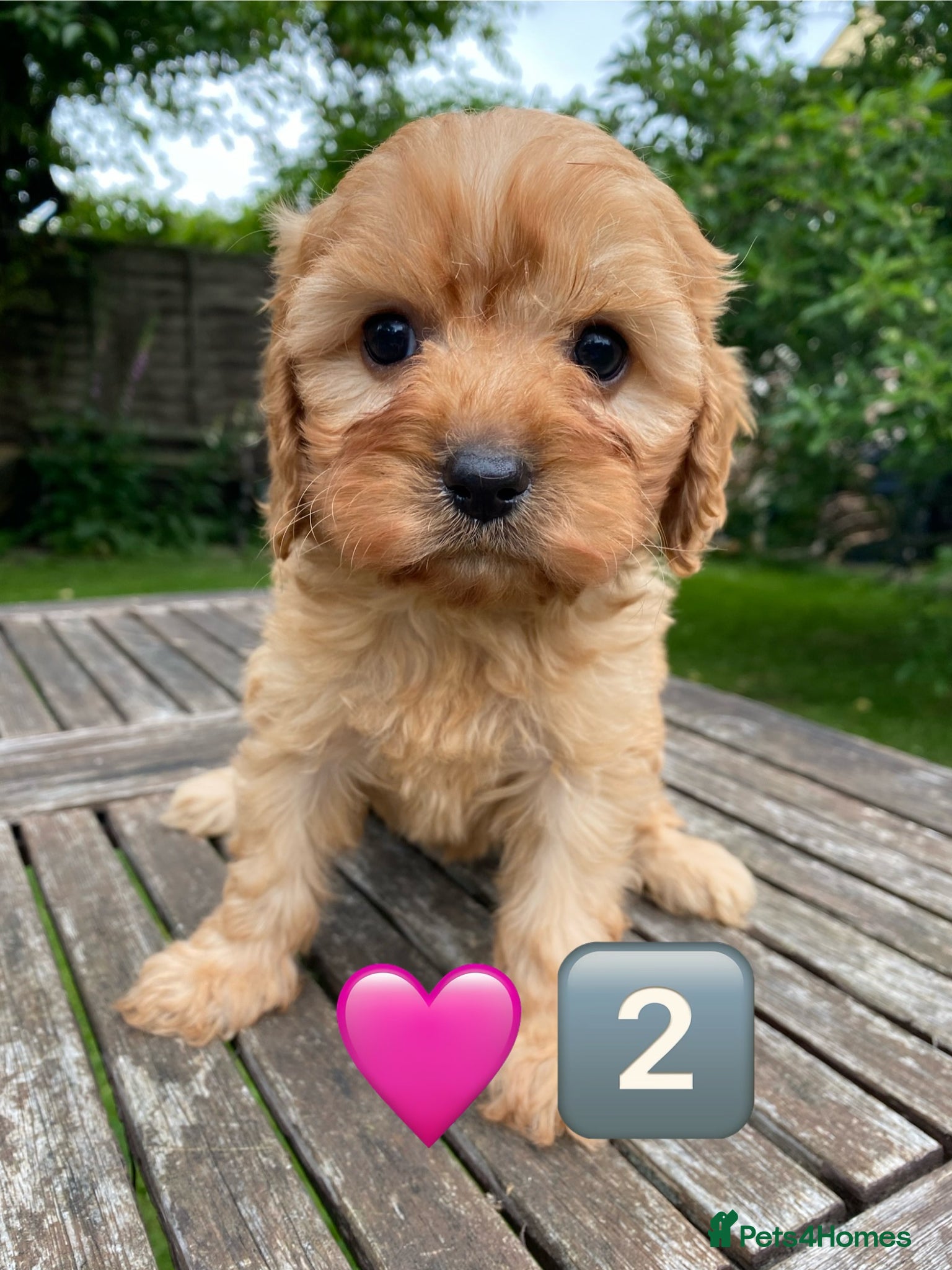 Cavapoo dogs F1 Cavapoo Puppys.Ready now. - Advert 10