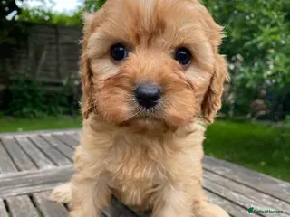 Cavapoo dogs F1 Cavapoo Puppys.Ready now. - Advert 10