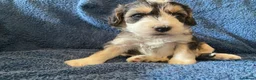 Cockapoo dogs for sale: Belles beautiful Angels  - Advert 19