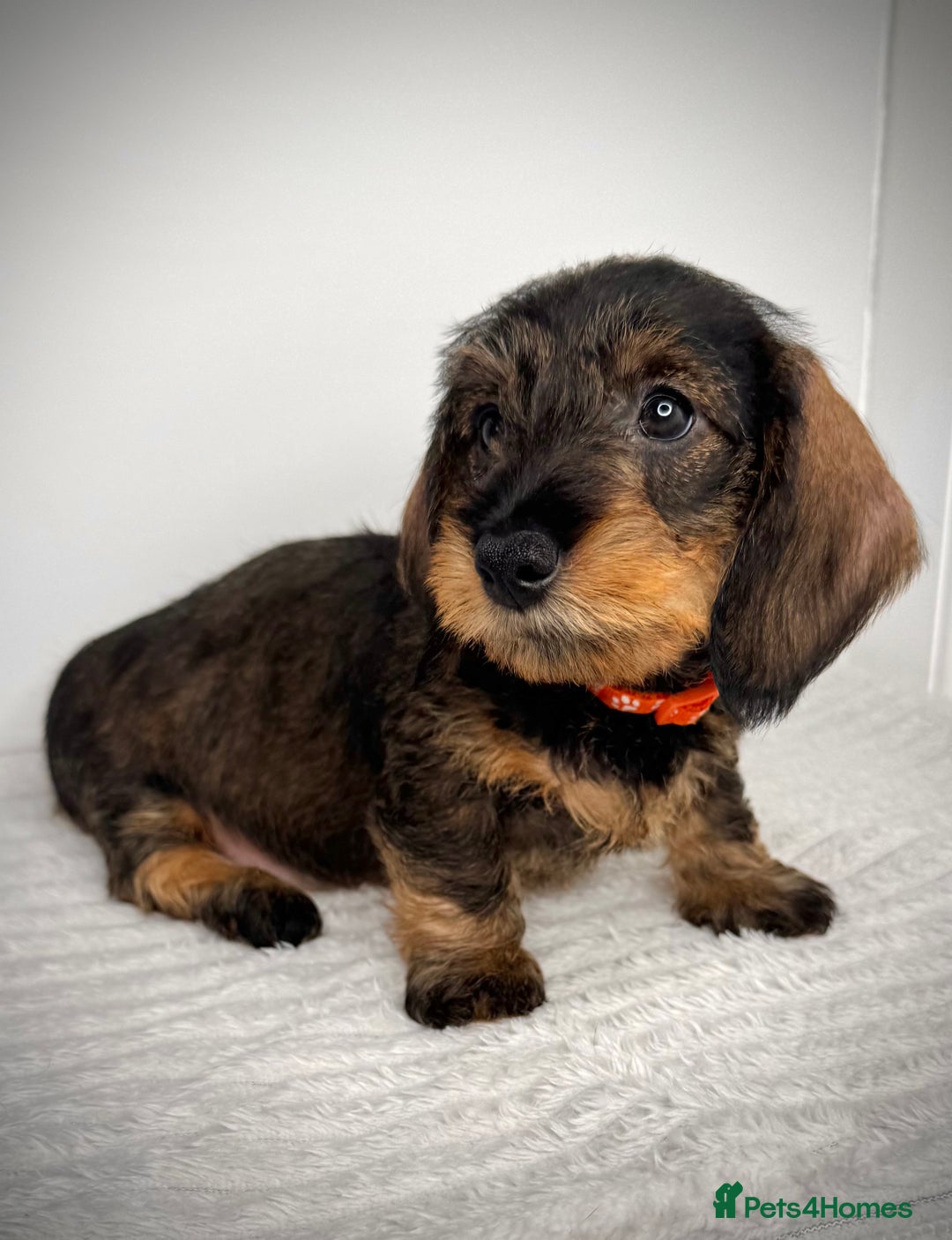 Miniature Dachshund dogs for sale: KC Reg Wire Haired Miniature Dachshund Puppies  - Advert 12