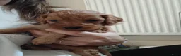 Cockapoo dogs for sale: Cockapoo puppies  - Advert 4
