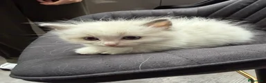 Ragdoll Kitten 5