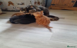 Mixed Breed cats for sale: Gorgeous Ragamuffin x kittens. - Image 2