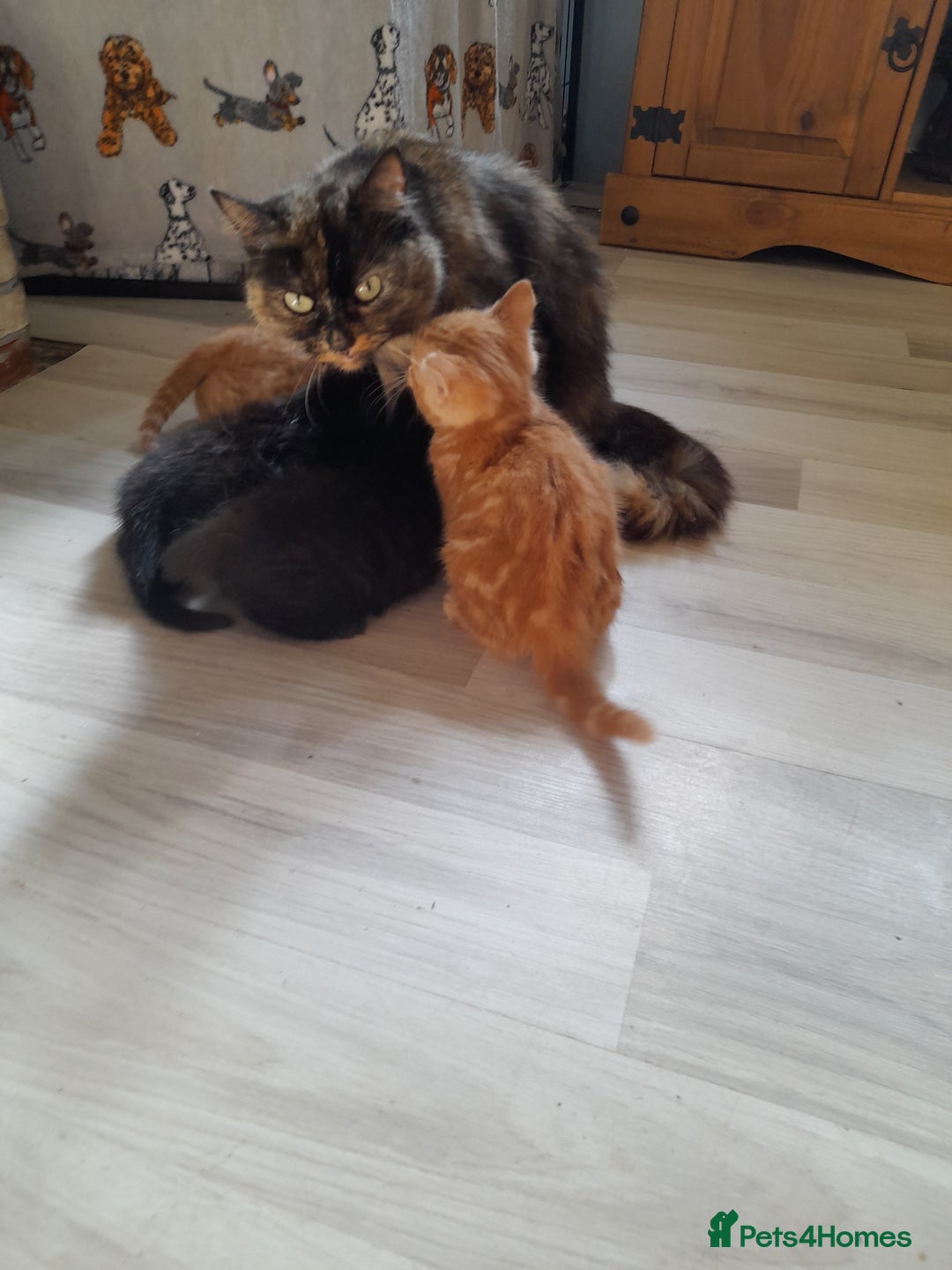 Mixed Breed cats for sale: Gorgeous Ragamuffin x kittens. - Image 2